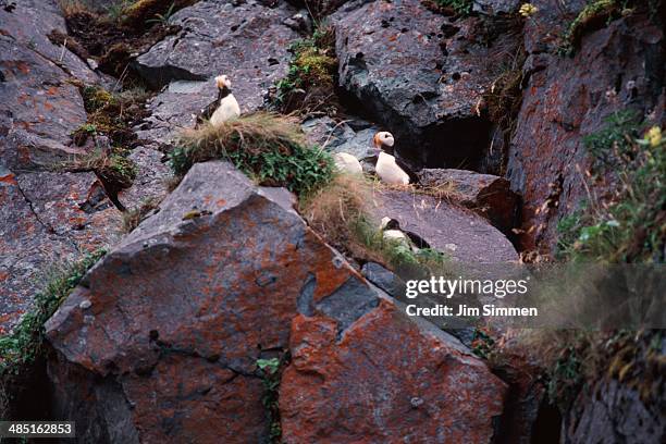 colony of horned puffins - unalaska - fotografias e filmes do acervo