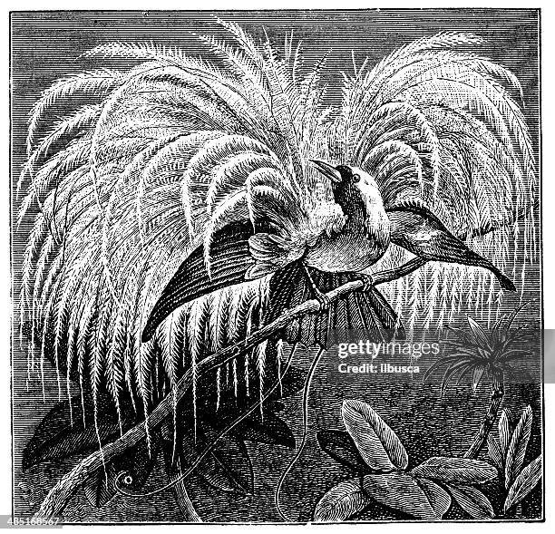 antique illustration of greater bird-of-paradise (paradisaea apoda) - paradisaeidae stock illustrations