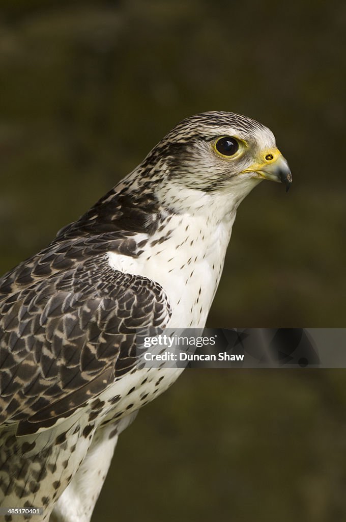 Gyrfalcon
