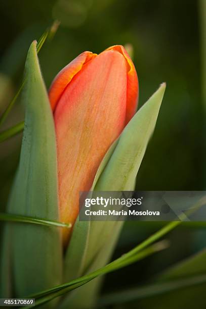 red tulip early harvest unfolding flower - tulipa liliaceae kaufmanniana stock pictures, royalty-free photos & images