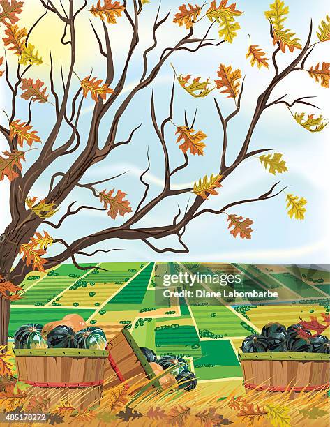 bildbanksillustrationer, clip art samt tecknat material och ikoner med fall farm harvest of squash under a tree - fall harvest