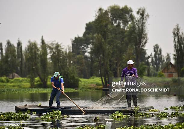 Fishermen use a "trajinera" -traditional flat-bottomed river boat- at Xochimilco natural reserve in Mexico City, on August 21, 2015. Located south of...