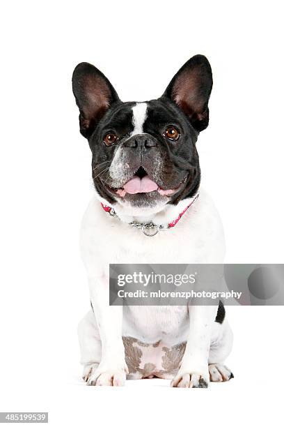 happy frenchie - bulldog francés fotografías e imágenes de stock