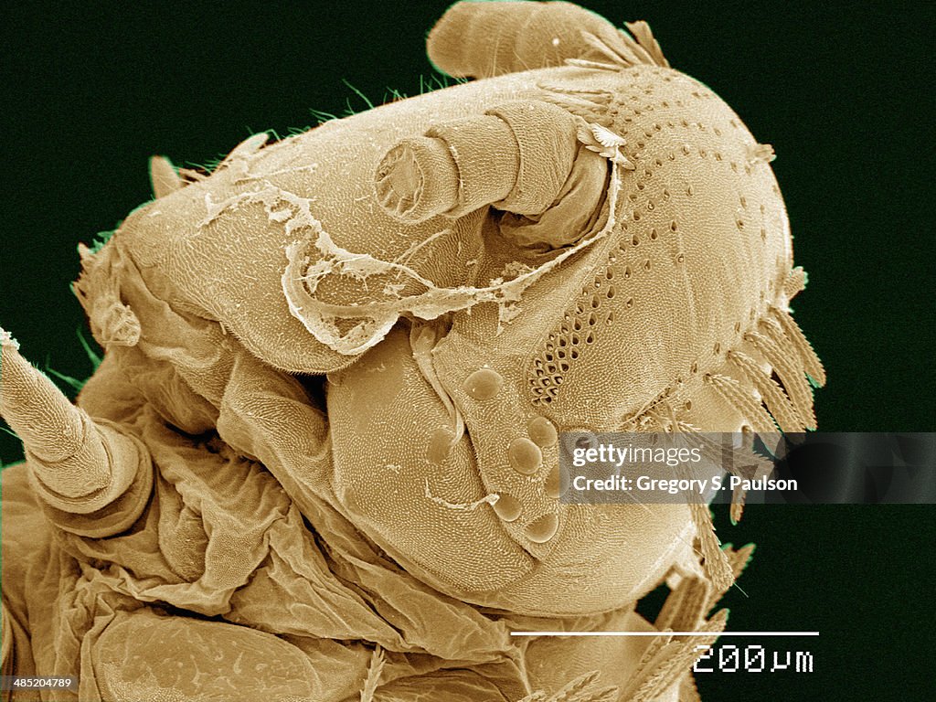 Coloured SEM of head of Polyxenus millipede