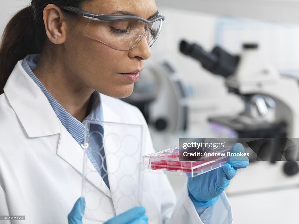 Stem cell research. Female scientist examining cell cultures in multiwell tray