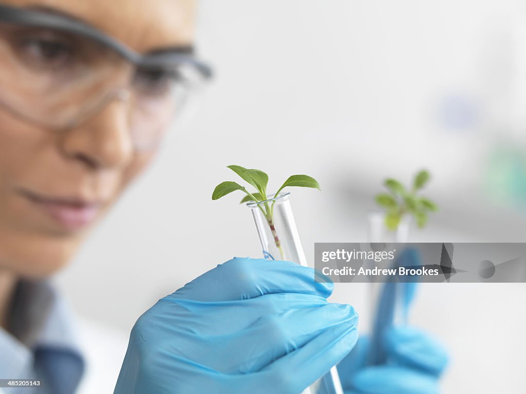 Scientist viewing seedling in test tubes under trial in lab