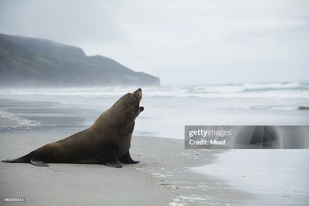 Solitary sealion on a beach, New Zealand