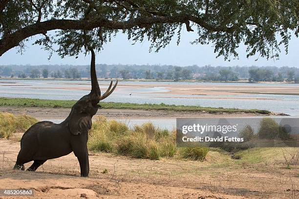 african elephant - loxodonta africana - reaching up to acacia tree, mana pools national park, zimbabwe, africa - elefantenrüssel stock-fotos und bilder