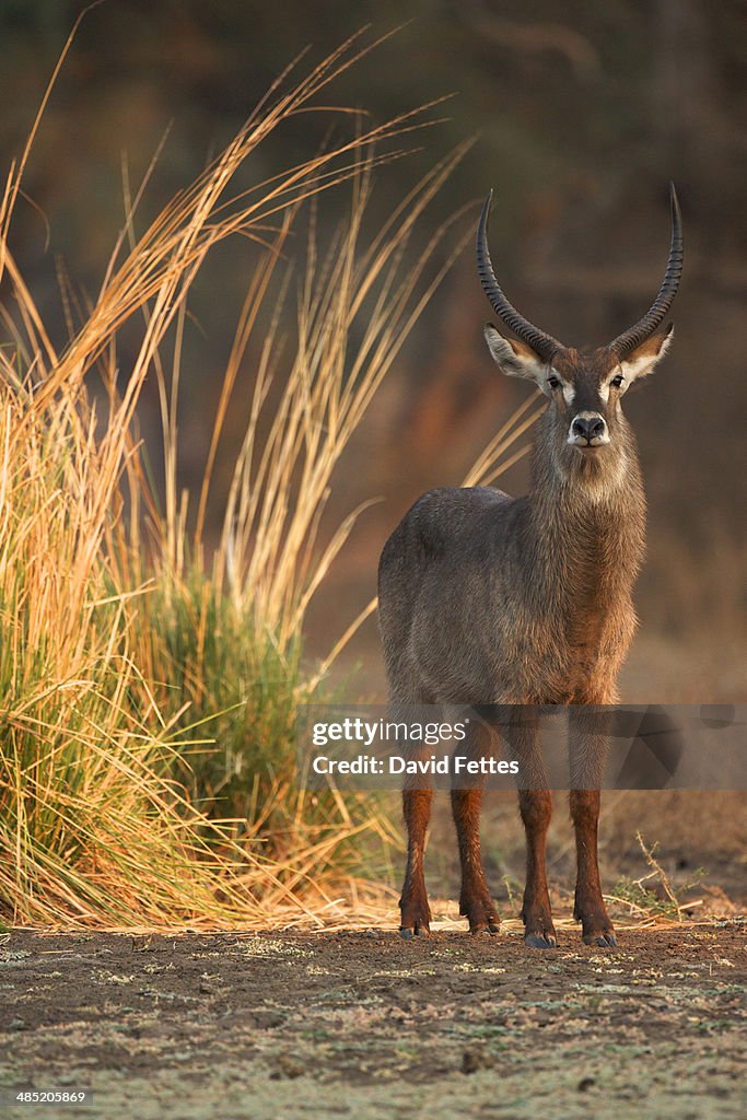 Waterbuck - Kobus ellipsiprymnus - mature bull at dawn,  Mana Pools National Park, Zimbabwe, Africa