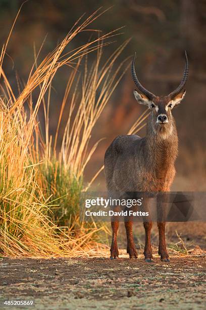 Waterbuck Kobus Ellipsiprymnus Mature Bull At Dawn Mana Pools National Park Zimbabwe Africa High-Res Stock Photo