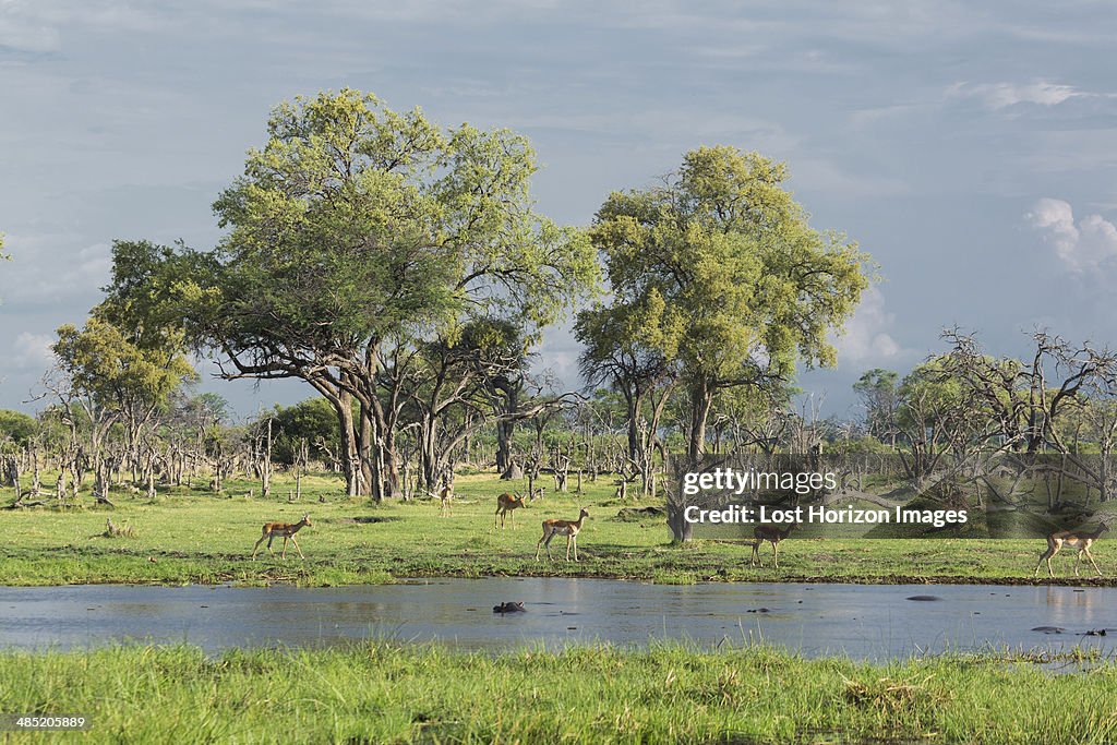 Impalas (Aepyceros melampus)