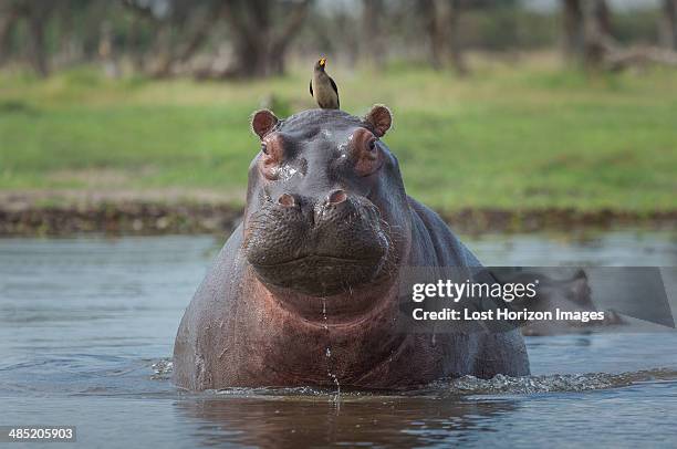 oxpecker on hippo's head  (hippopotamus amphibius) - oxpecker stock pictures, royalty-free photos & images