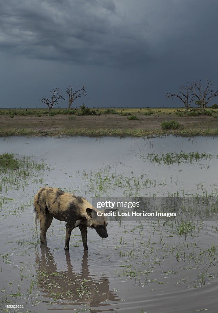 African Wild Dog (Lycaon Pictus)