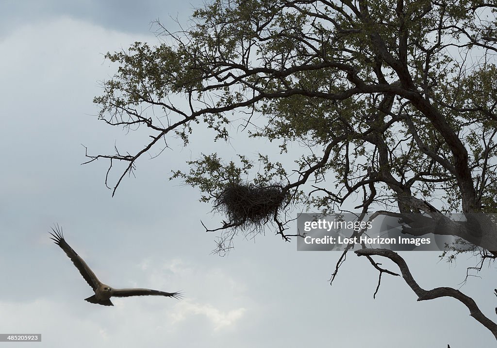 Hawk reaching nest