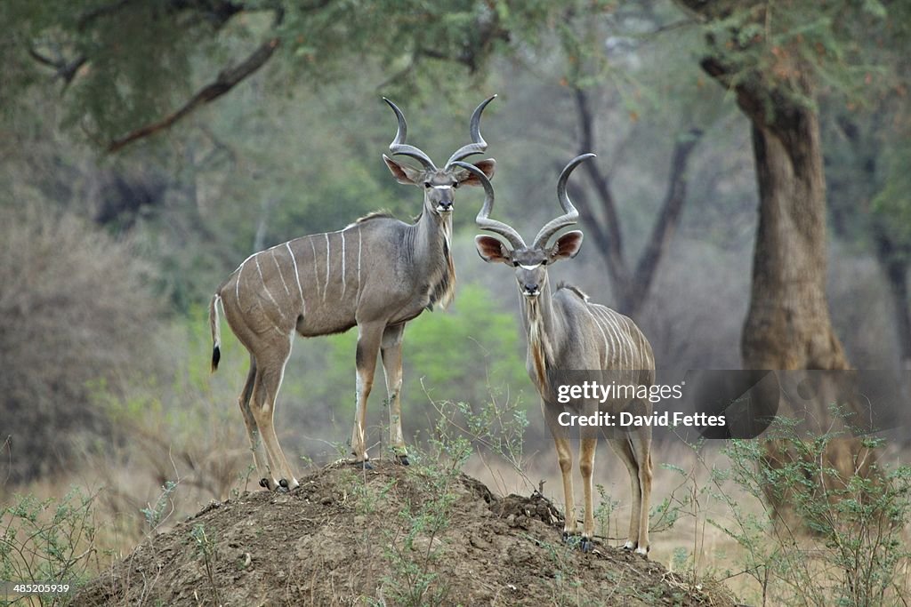 Kudu - Tragelaphus strepsiceros - two mature bulls standing on termite mound