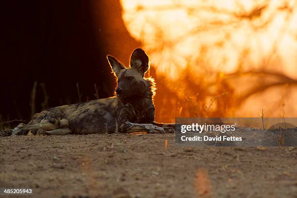 african wild dog - lycaon pictus.  critically endangered - lycaon photos et images de collection