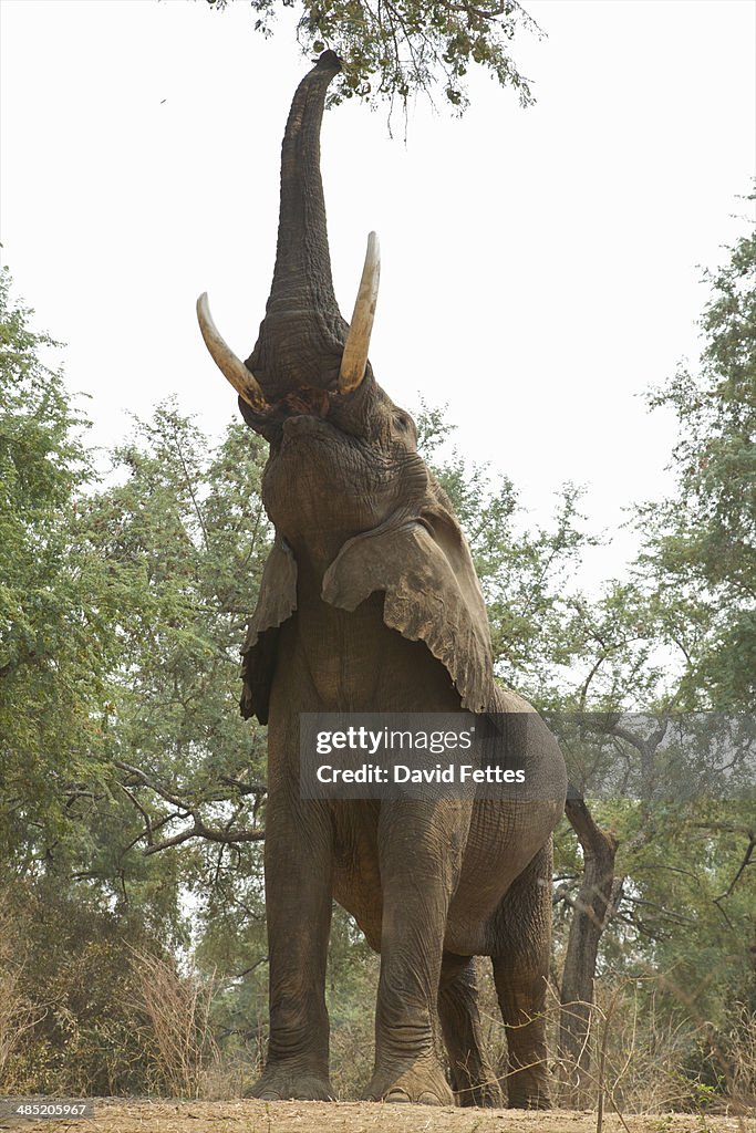 African elephant - Loxodonta africana