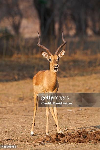 impala - aepyceros melampus - ram - impala stock-fotos und bilder