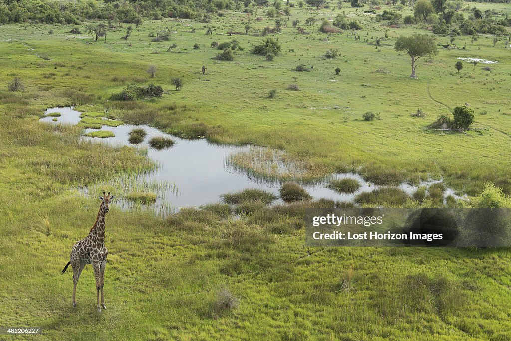 Aerial view of giraffe, Okavango Delta, Chobe National Park, Botswana, Africa