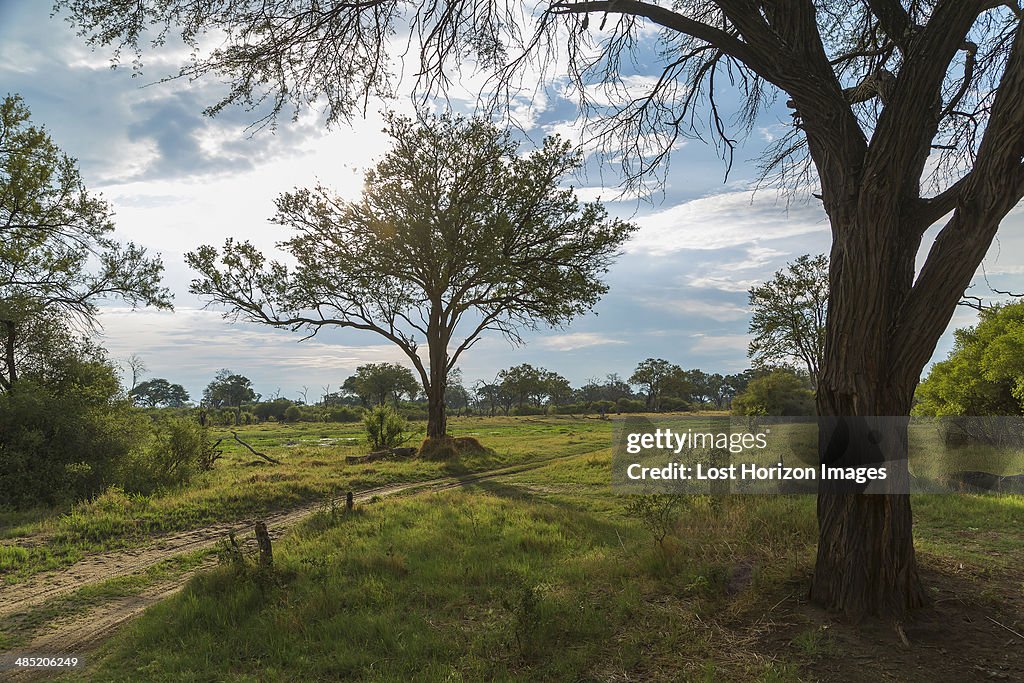 Trees and dirt track, Okavango Delta, Chobe National Park, Botswana, Africa