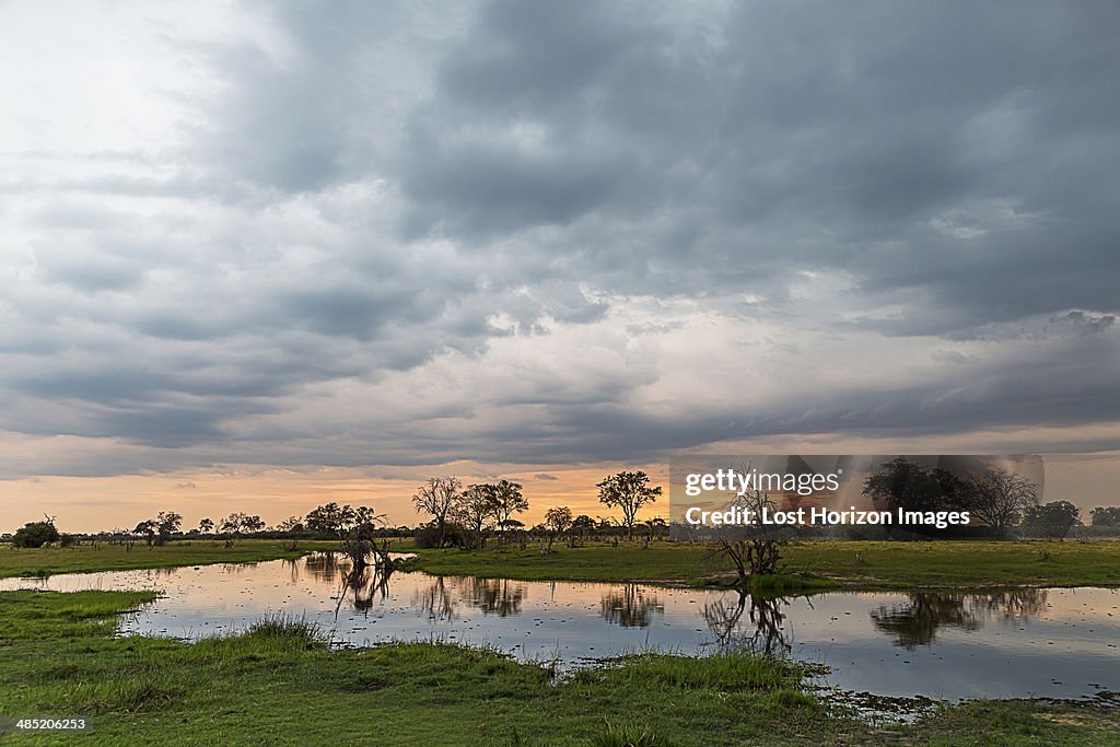 Silhouetted trees and swamp, Okavango Delta, Chobe National Park, Botswana, Africa