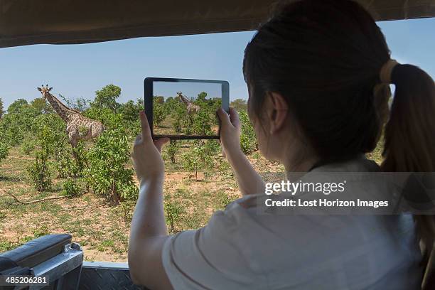 woman using digital tablet to photograph giraffe from safari truck, kasane, chobe national park, botswana, africa - chobe nationalpark stock-fotos und bilder