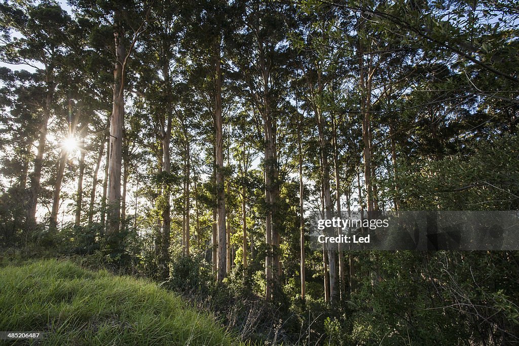 Row of trees in plantation on grassy hill