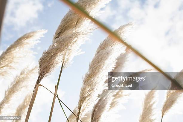 close up of pampas grass in sunlight - pampas grass stock-fotos und bilder