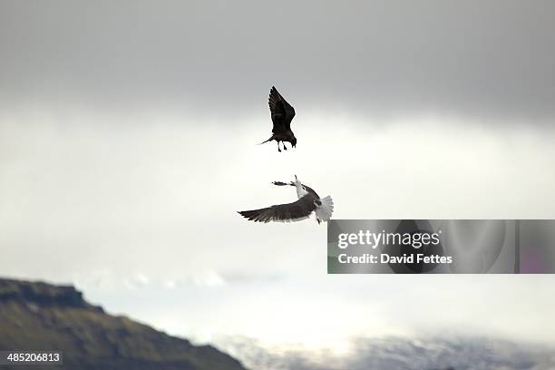 arctic skua - stercorarius parasiticus - attacking an incoming gull to get it to disgorge its catch - arctic skua stock pictures, royalty-free photos & images