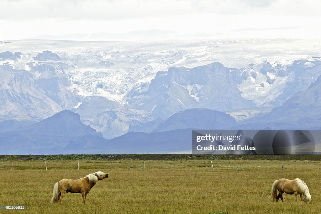 Glacier and Icelandic horses