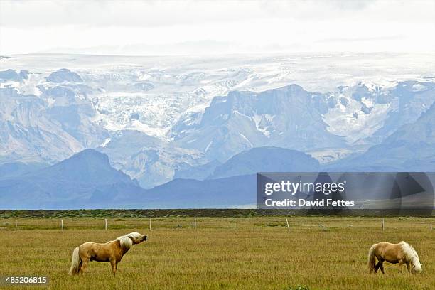 Glacier And Icelandic Horses, Foto de stock