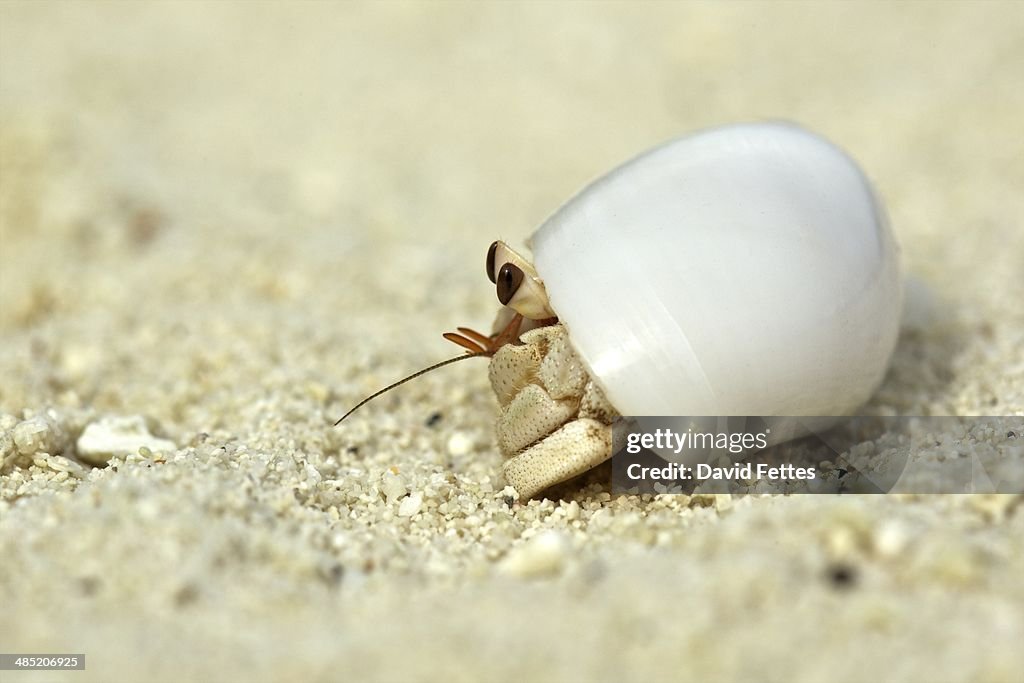 Hermit crab in a shell, Maldives