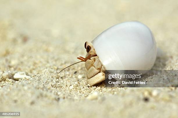 hermit crab in a shell, maldives - hermit crab stock pictures, royalty-free photos & images