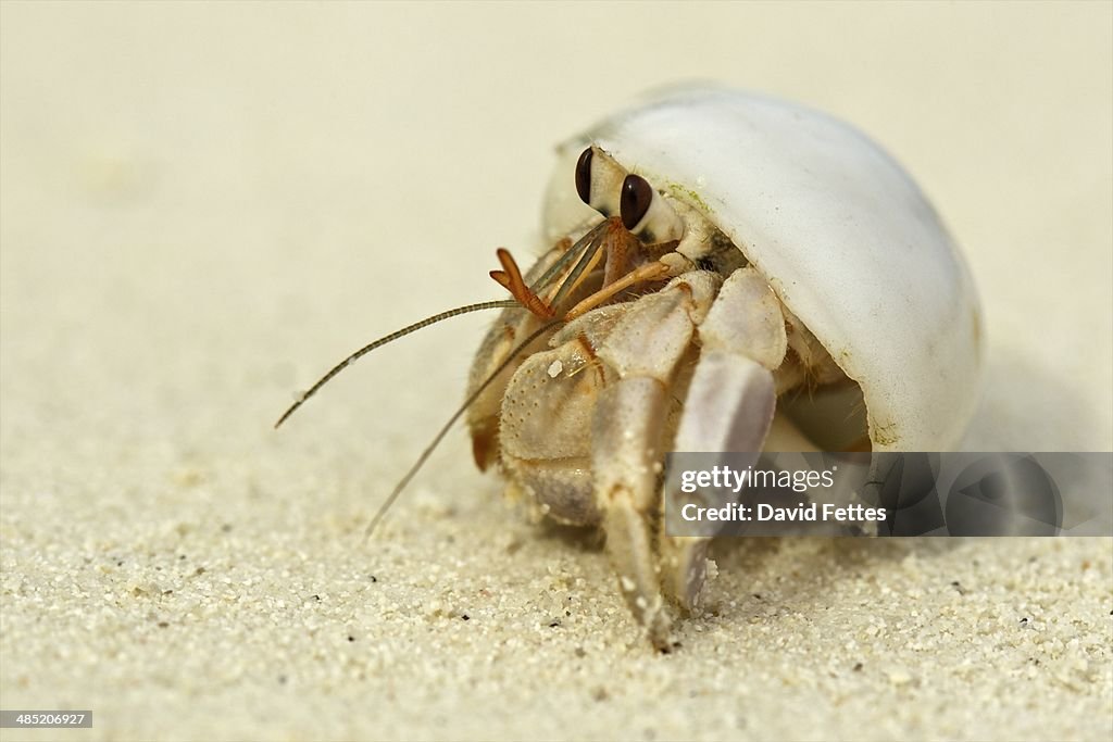 Hermit crab in a shell, Maldives