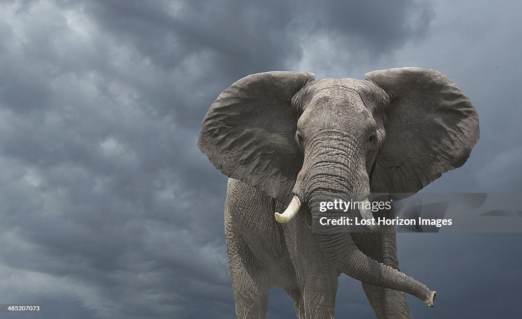 African elephant  (Loxodonta africana)