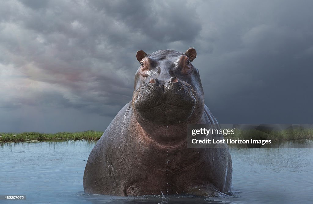Hippo (Hippopotamus amphibius)