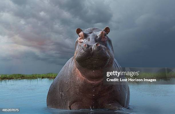 hippo (hippopotamus amphibius) - hippopotamus stock pictures, royalty-free photos & images