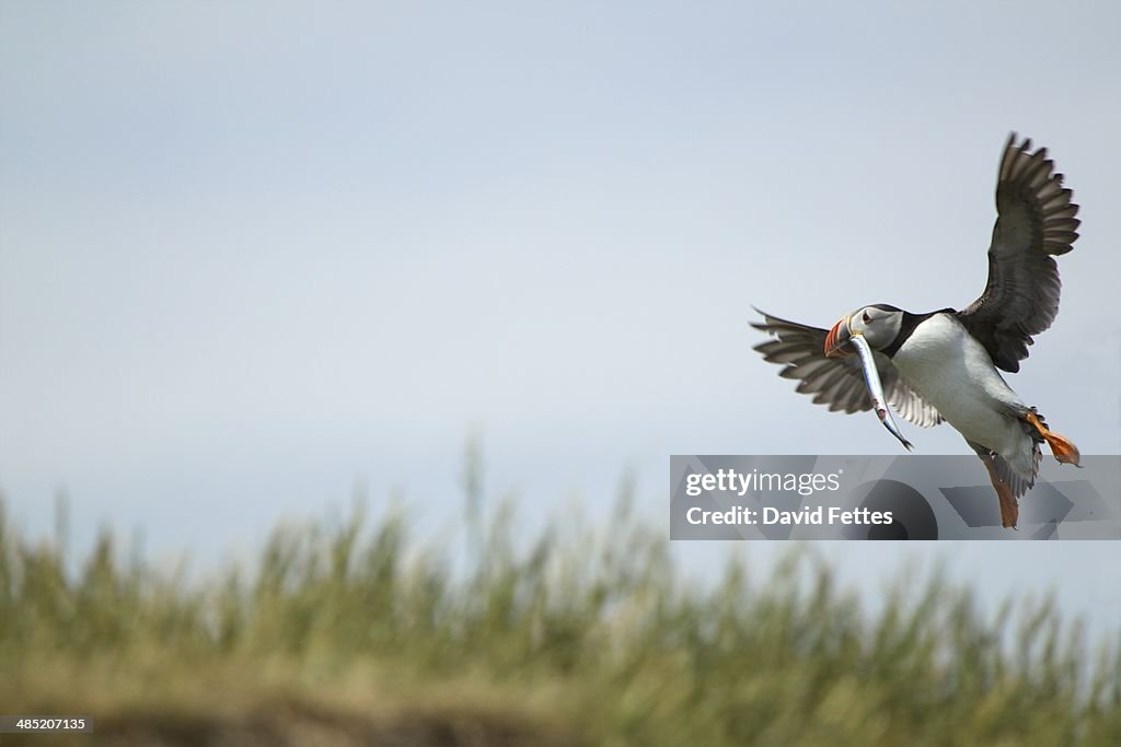Atlantic Puffin in flight with fish in mouth, Farne Islands, Northumberland, England