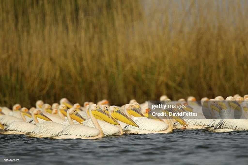 White Pelicans, Danube Delta, Romania