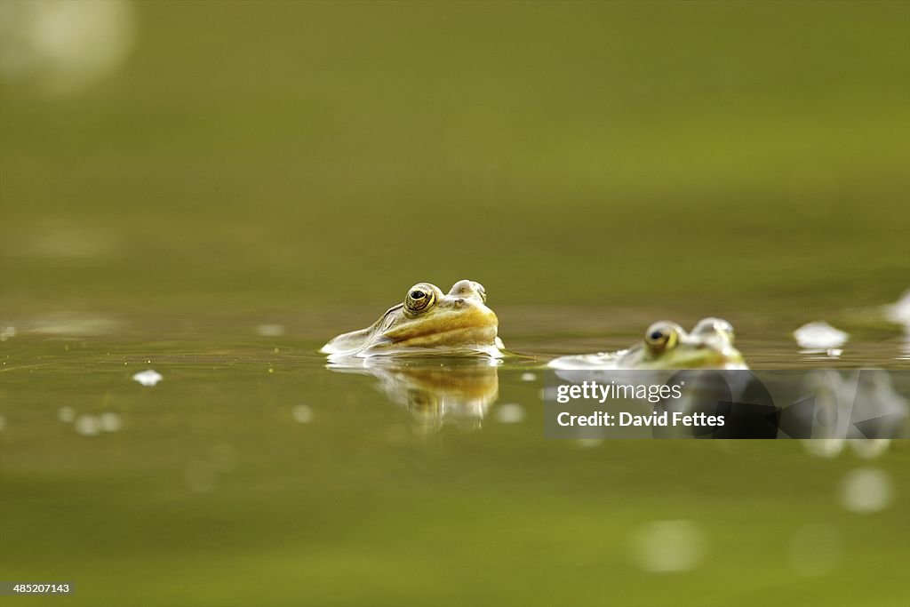 Mating frogs in water, Danube Delta, Romania