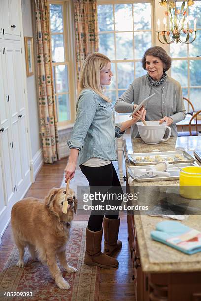 young woman treating dog whist baking with grandmother - gran londres stock pictures, royalty-free photos & images