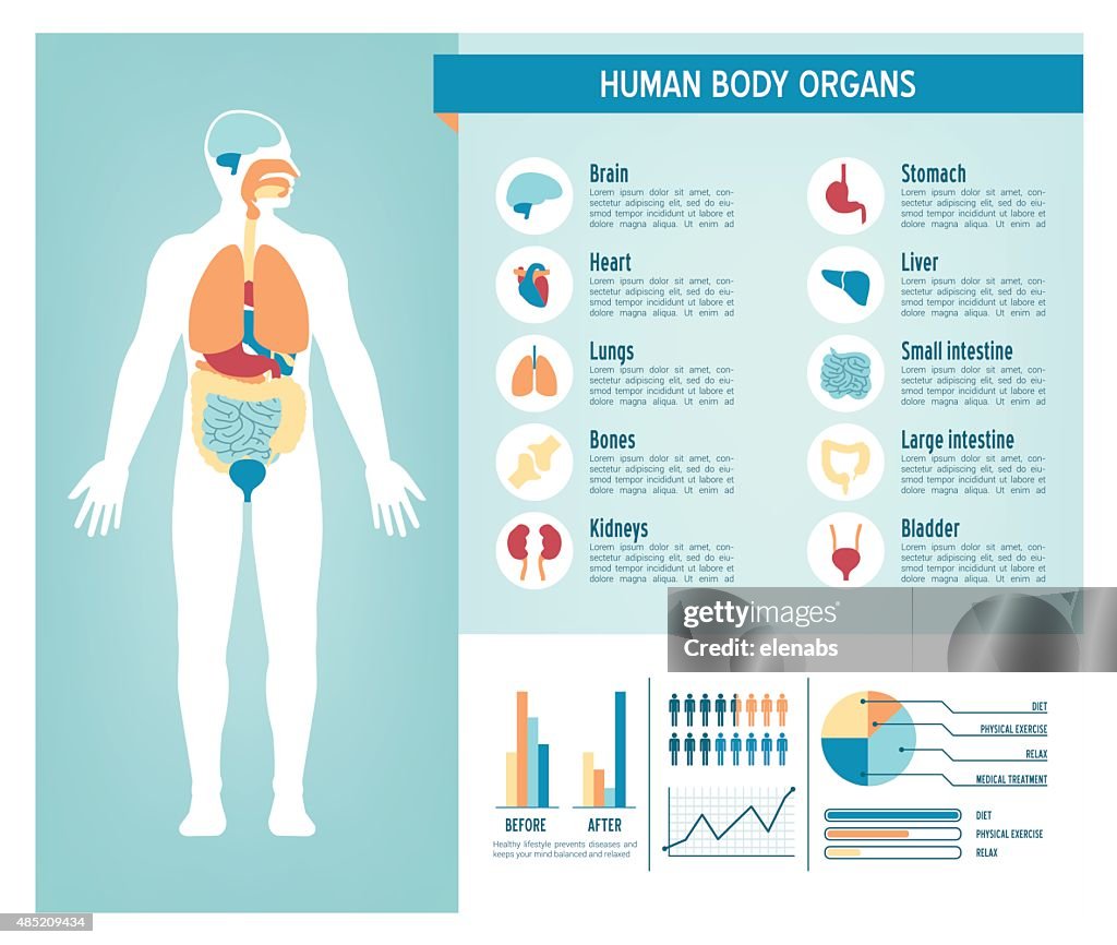 Human Body Expl Human Body Infographics High-Res Vector Graphic - Getty Images
