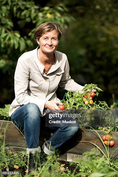 portrait of mature woman harvesting tomatoes in garden - sverige odla tomat bildbanksfoton och bilder