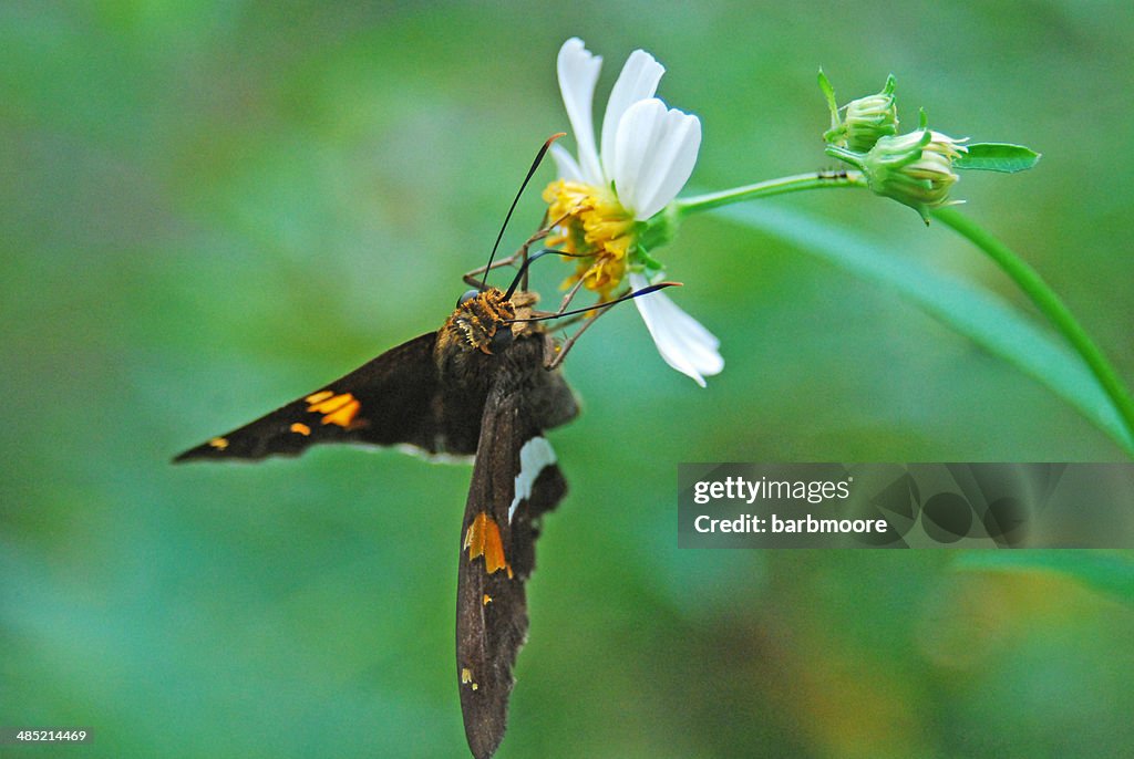 USA, Florida, Orange County, Orlando, Moth on wild daisy sipping on nectar