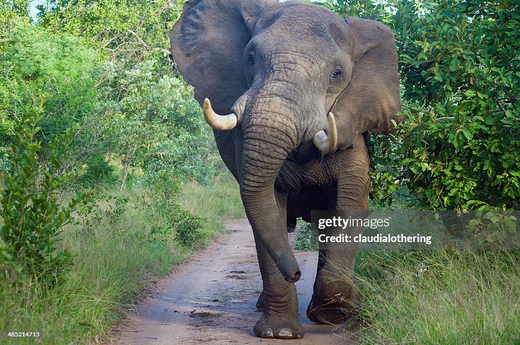 A África do Sul, município de Limpopo Mopani District