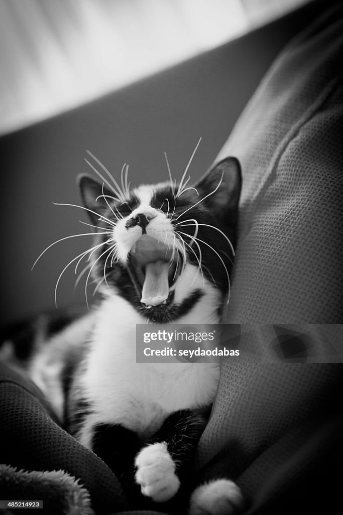 Turkey, Istanbul, Cat yawning