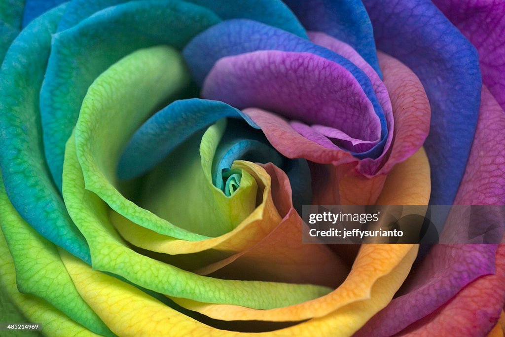 Indonesia, Jakarta, Close up of Rainbow Rose