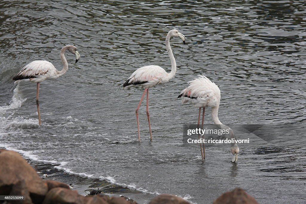 Namíbia, Flamingo Andar na Água