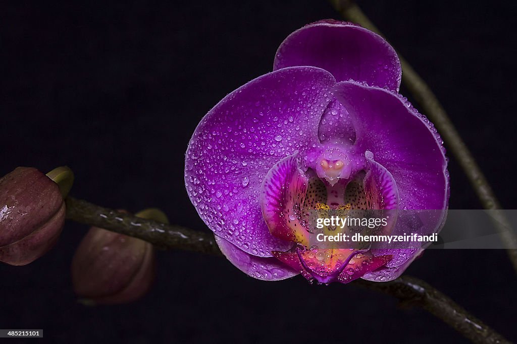 Indonesia, Jakarta speciale regione della capitale, Giacarta, luna Viola orchidea