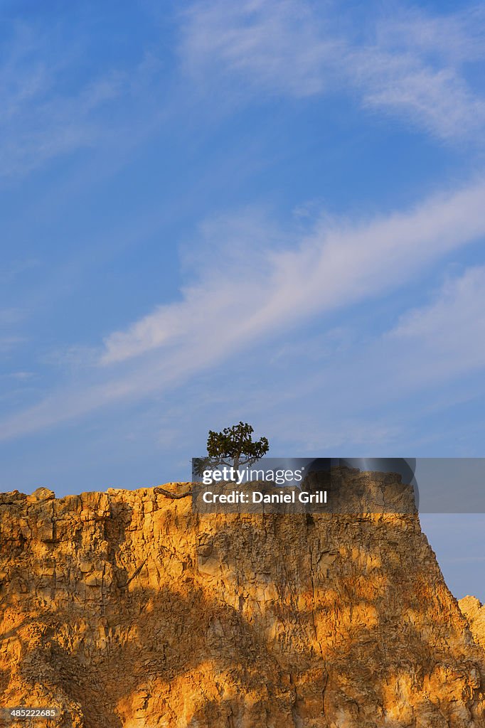 USA, Utah, Bryce Canyon, View of tree on top of rock